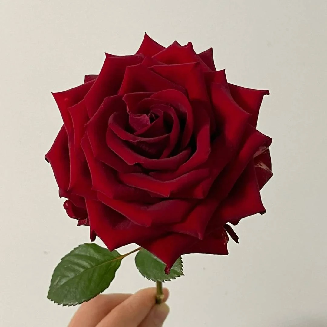 单头纳欧米玫瑰鲜切花云南基地直发顺丰