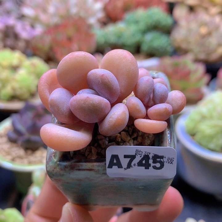 一物一拍含盆土满38包邮A745