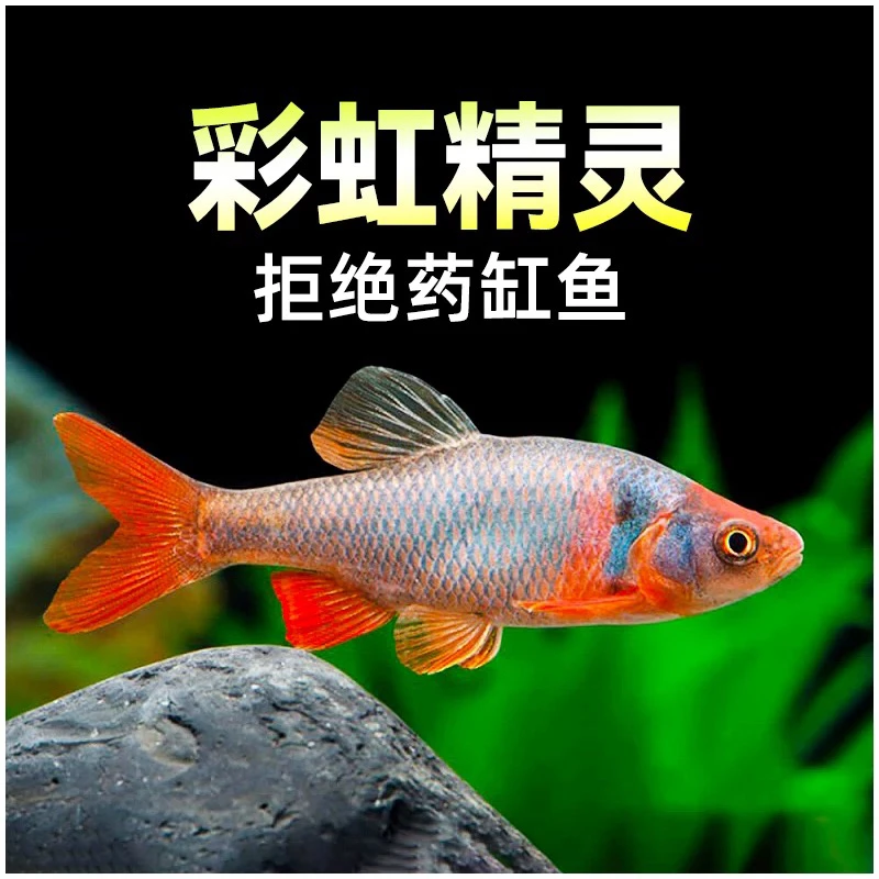 原生彩虹精灵鱼卢伦真鲤冷水淡水观赏鱼耐寒好养