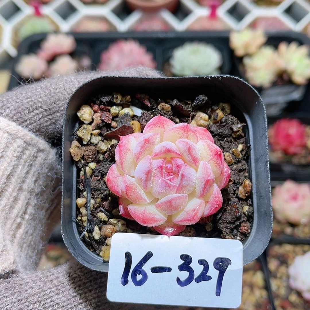 花利美16-329白桃汽水