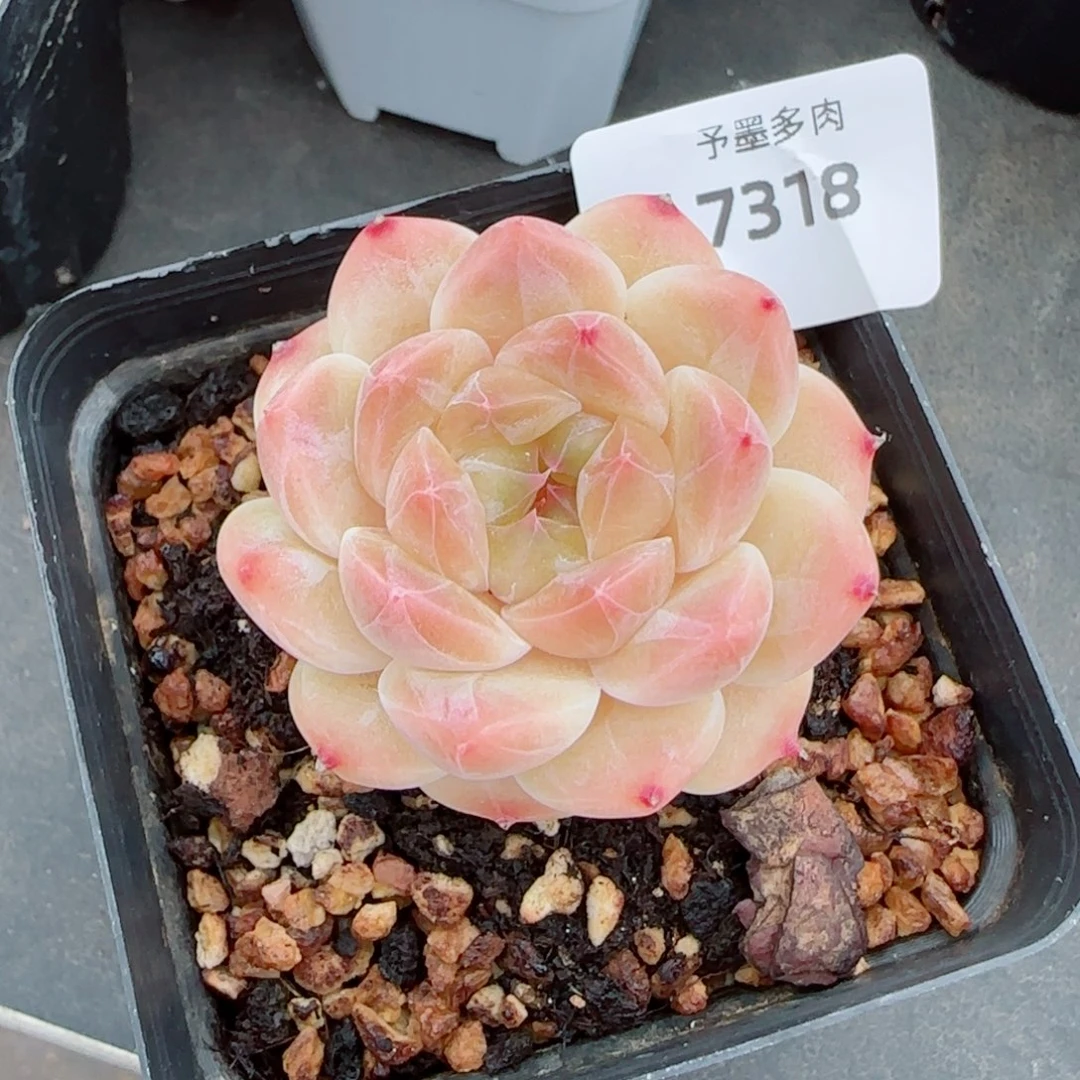 白巧冰魄，7318多肉植物