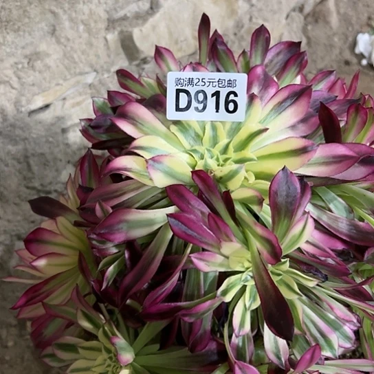 墨*微多肉植物一个