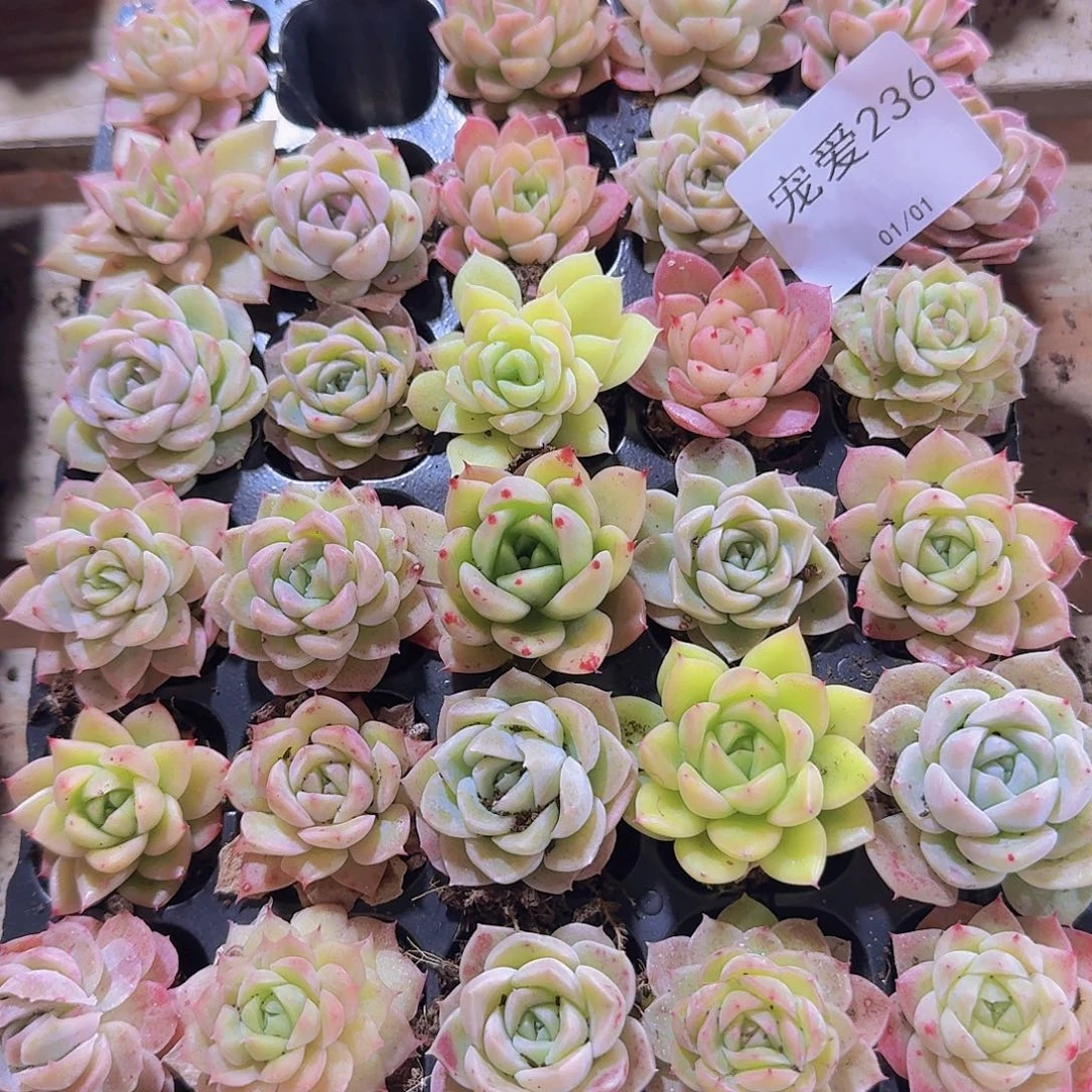 直播福利一物一拍236