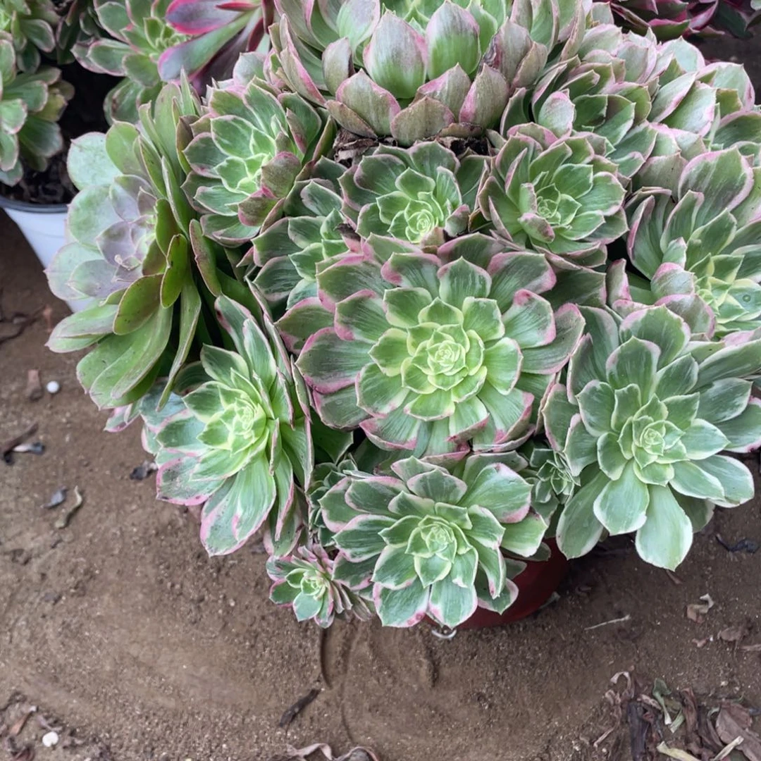 473粉海多肉法师断枝不包