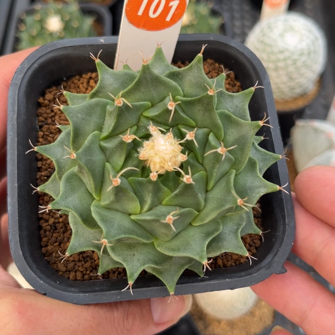 101实生帝冠带盆带土