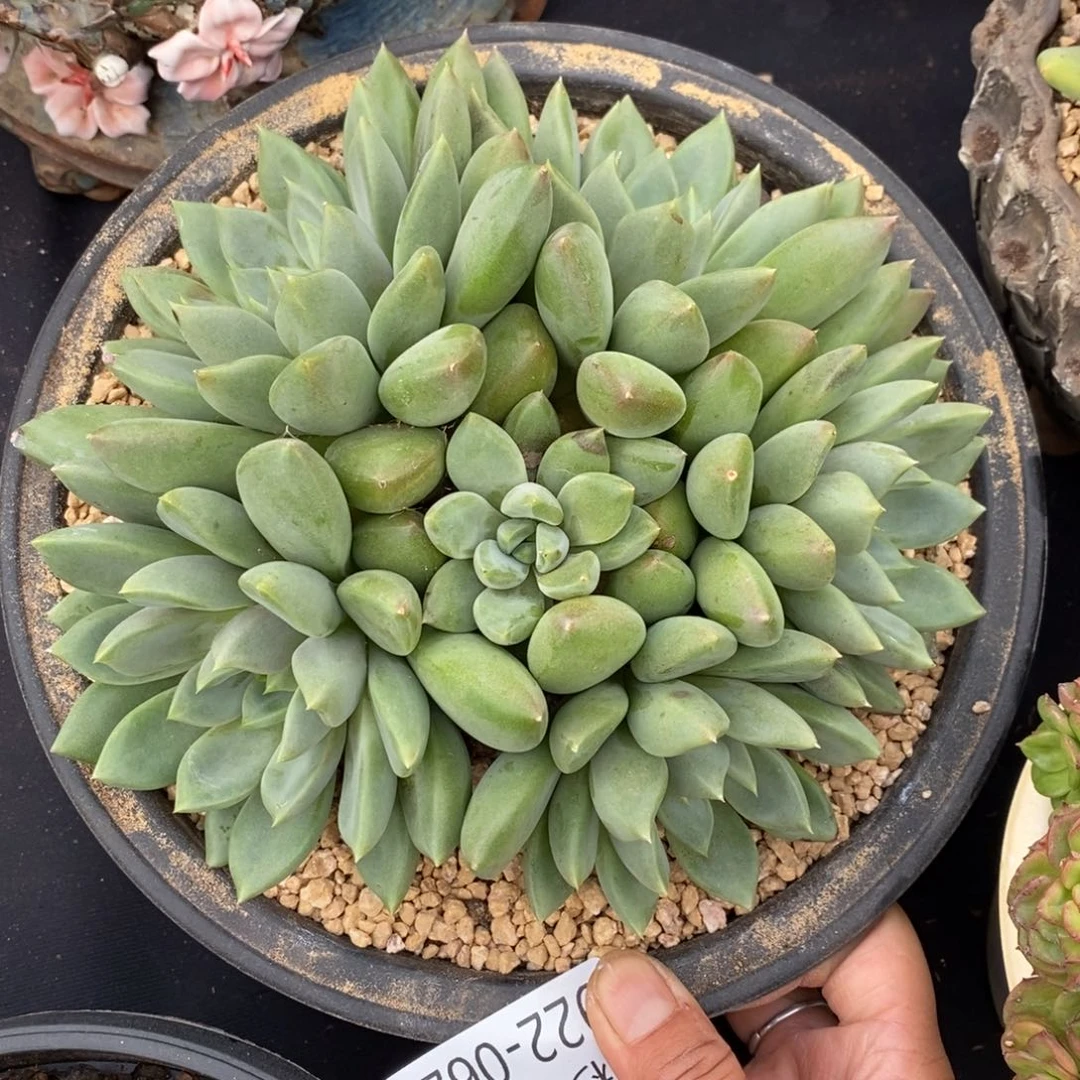 勿秒拍秒退 922-62象牙