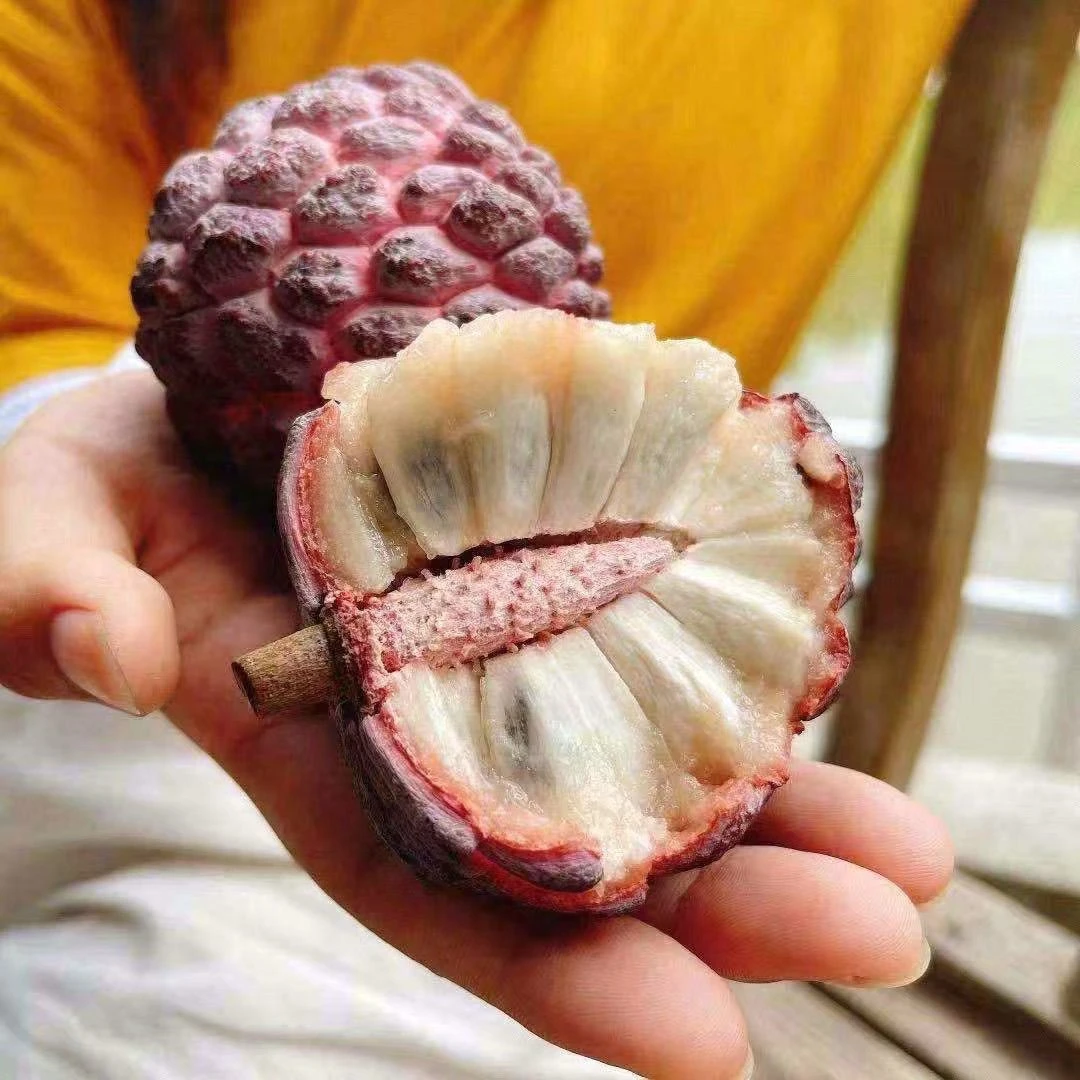 【顺丰包邮】海南玫瑰释迦果恶魔果软糯香甜稀有水果3-5斤礼盒装