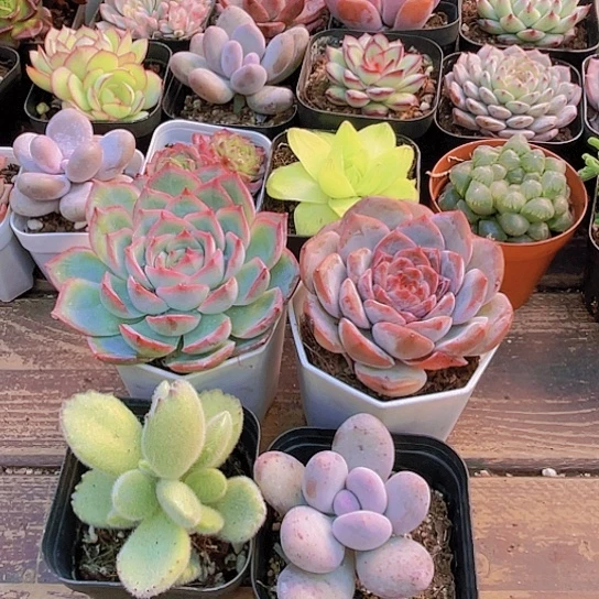 侧影   唐心 熊 桃美人