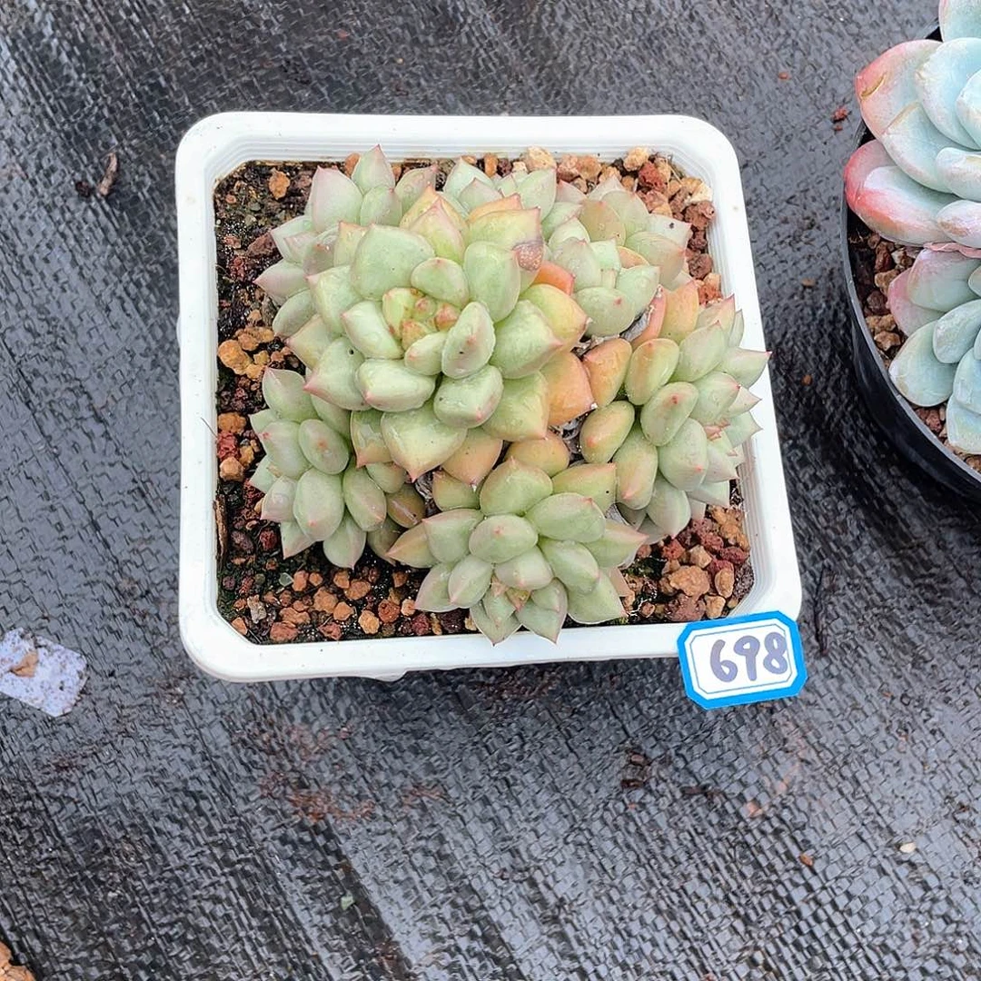 698象牙一物一拍多肉