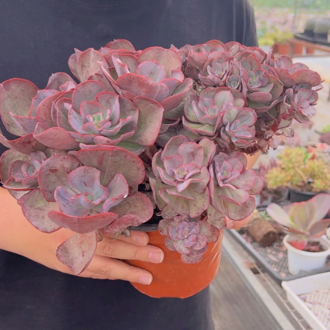 玫瑰秀妍大盆，250杯