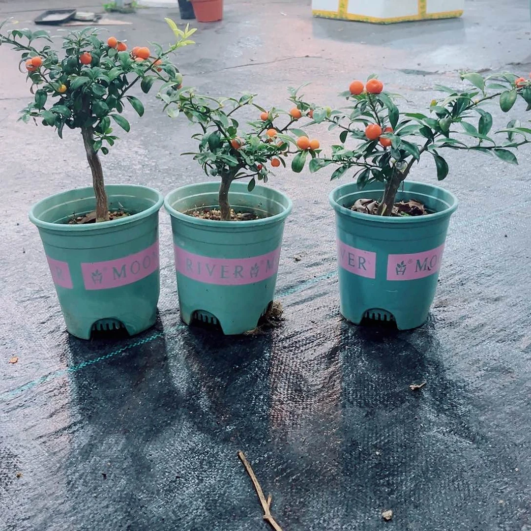 红陶罗**记金色豆子