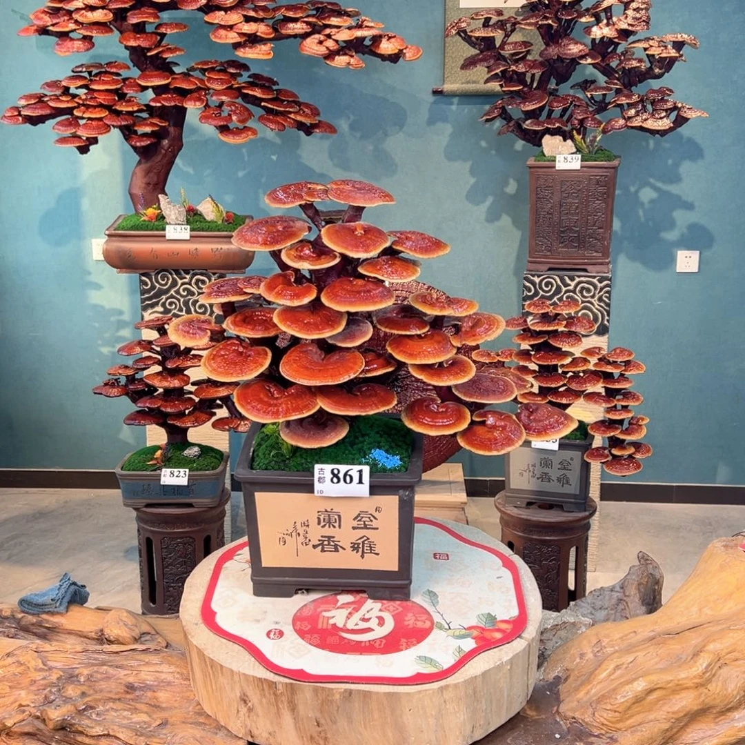 无花朵88888899999