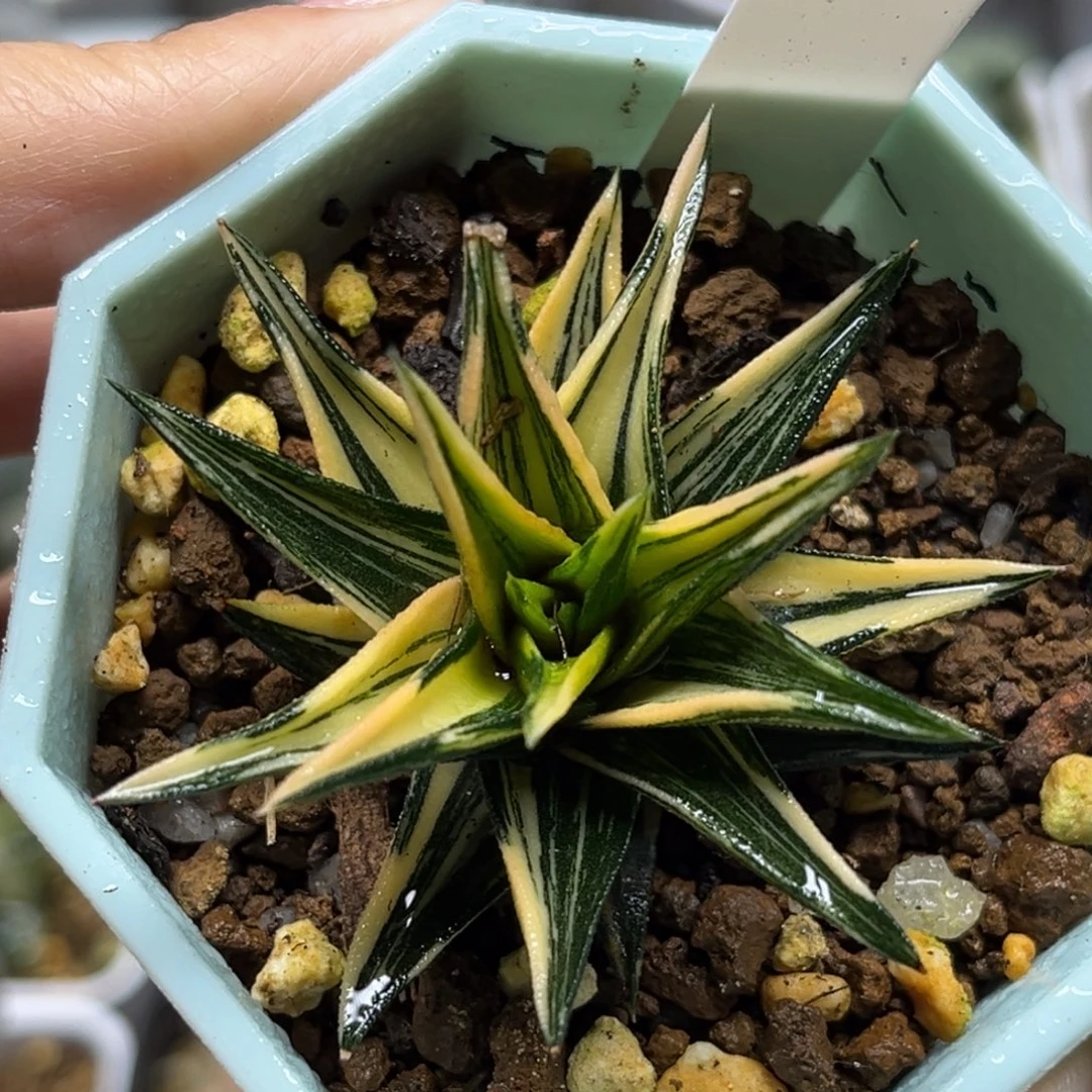 55象牙塔锦（叶片有伤介意勿拍/）福利专场