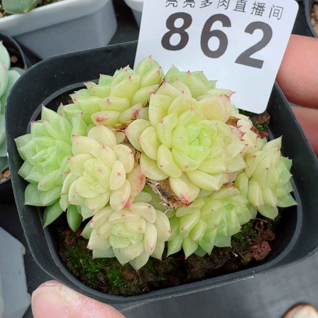 孤品麦秆            精美多肉植物