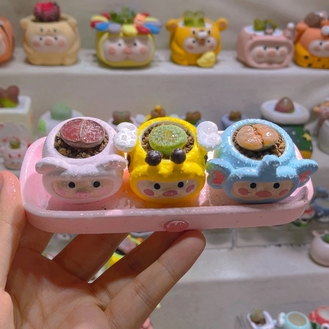 006高端多肉带盆土一套48