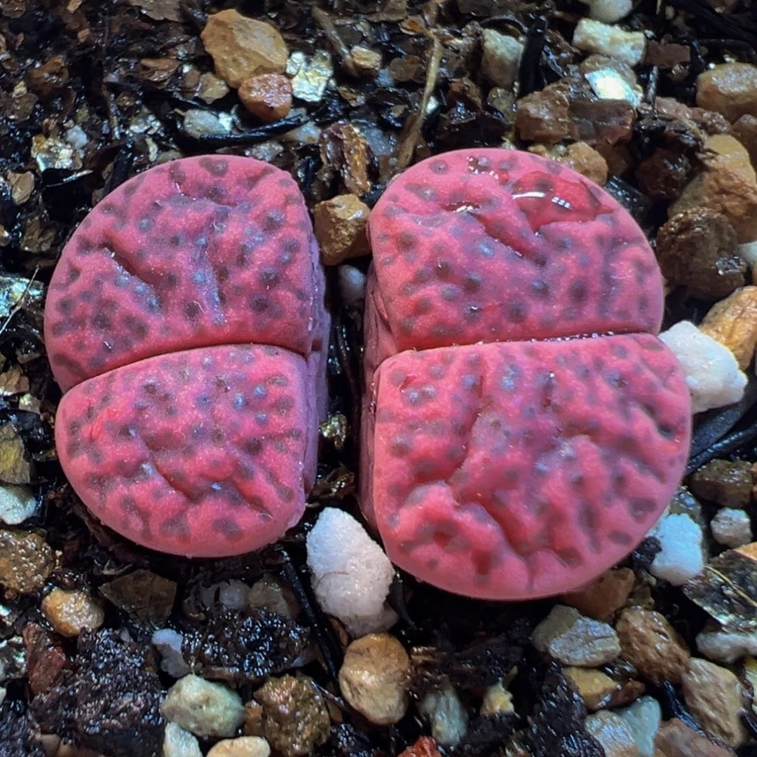 452多肉植物种类多样