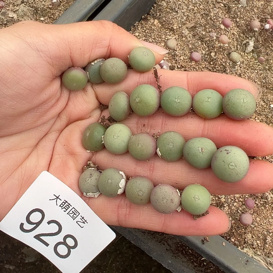 量拍以下2颗白花大G，。  928