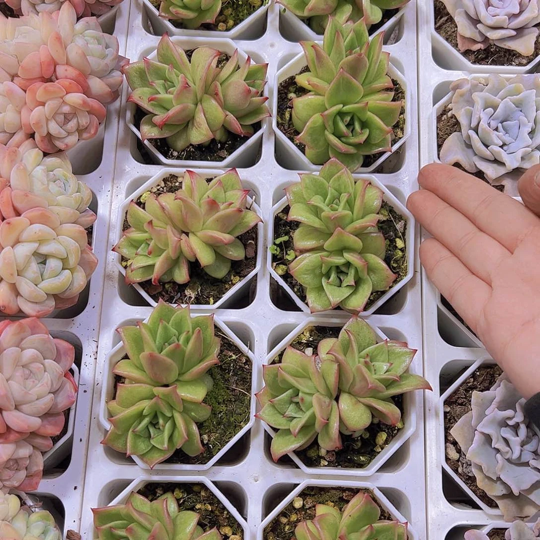 双头蔷薇19包邮多肉