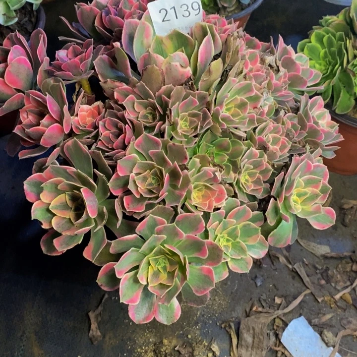 男神多肉断头不包2139