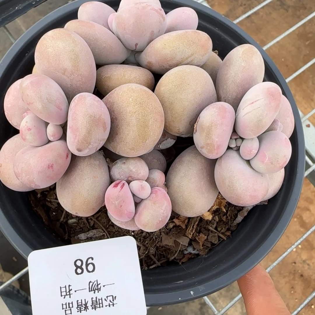 闪购精品多肉98号