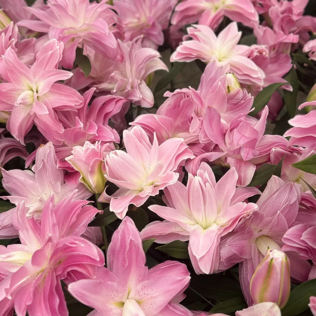 【阿荼】粉色重瓣 两单顺丰冷链 一单普通快递20%不售后