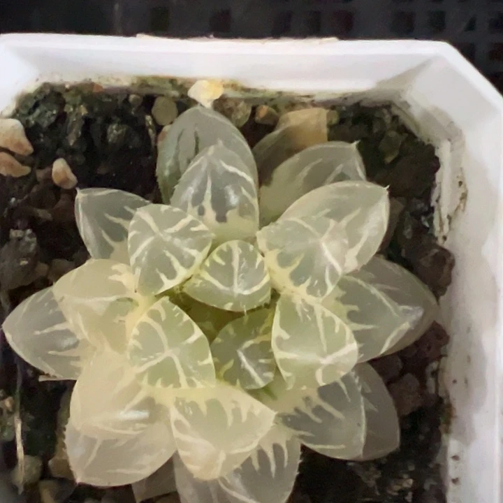 OH玉露糊斑锦多肉植物