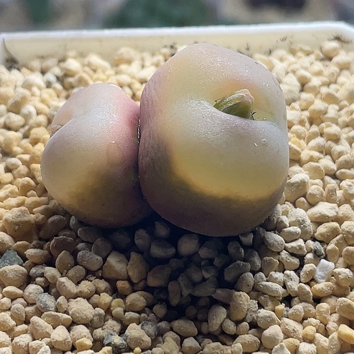 家人园艺多肉生石花毛桃285