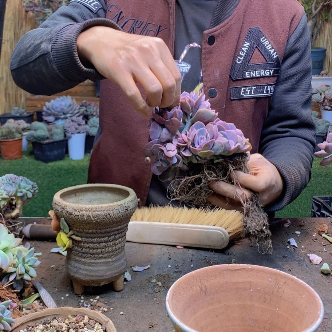 S****r212号尘埃玫瑰多肉