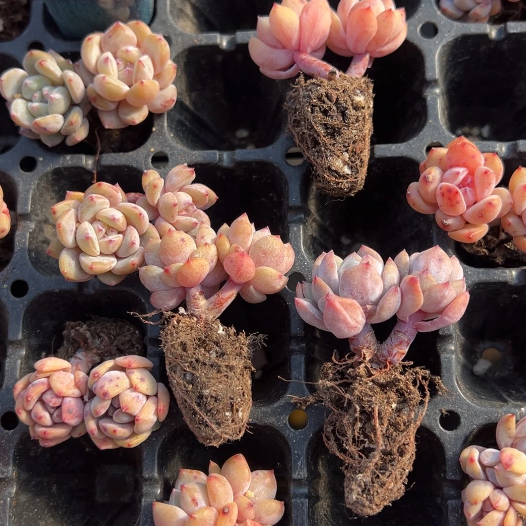 粉笔双头2.5cm到手2颗量拍多肉满20元包邮