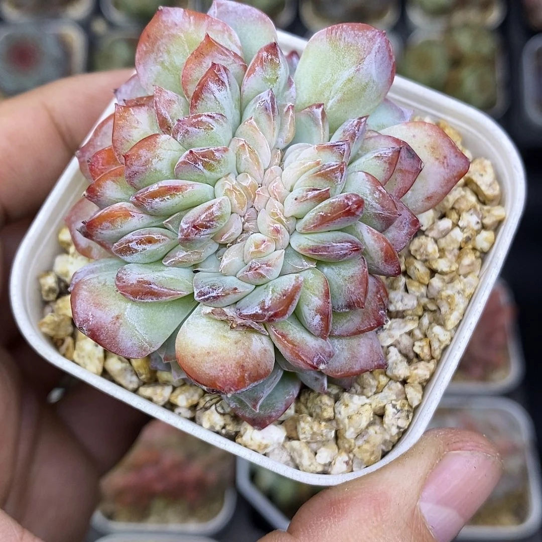 冰糖缀化6.5厘米盆多肉