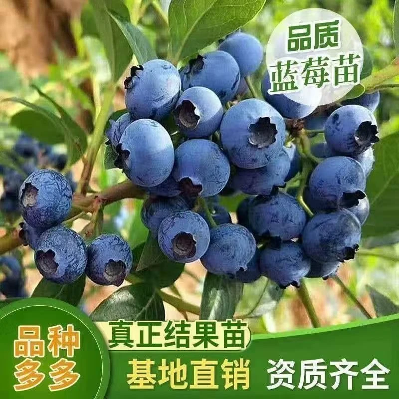 【大果蓝莓】大果蓝莓纯甜软糯香甜阳台盆栽庭院地栽南方北方种植