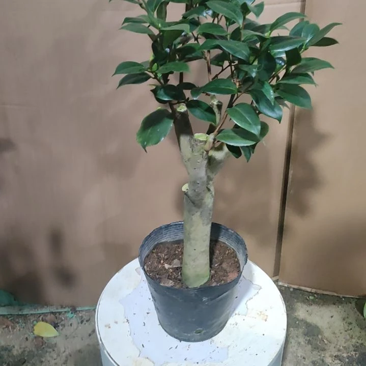 438三依恋，原盆原土发货，不包邮