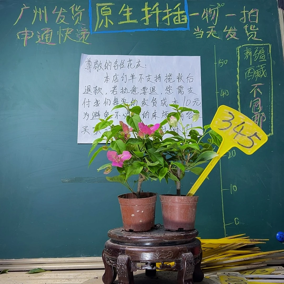 当前无花栽培后可以开花绿叶双色掌中宝 口红掌中宝345