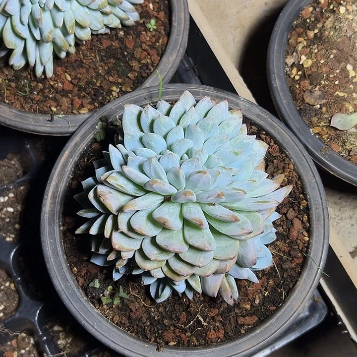 叶插梦露群生缀化