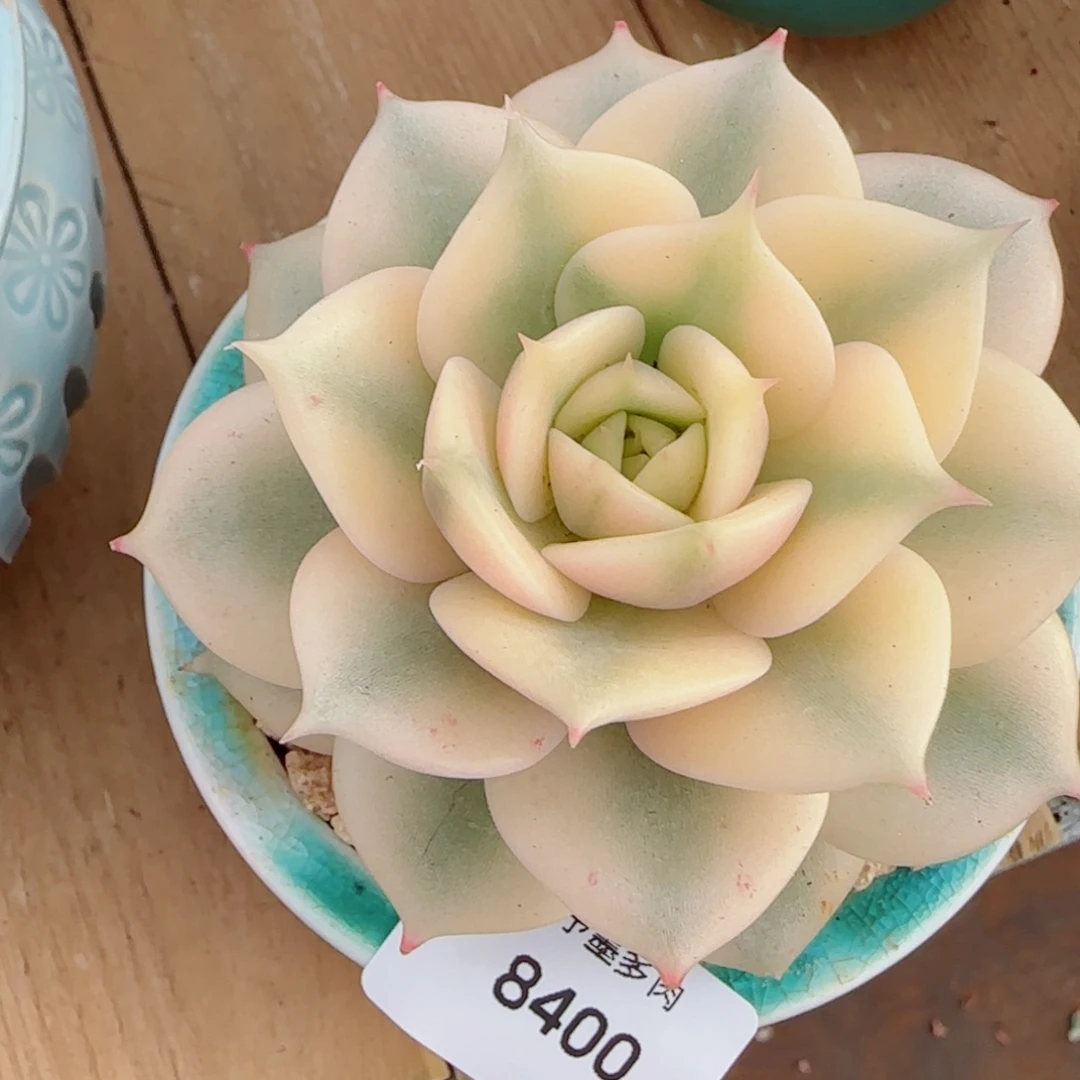 贝加尔湖锦，8400多肉植物