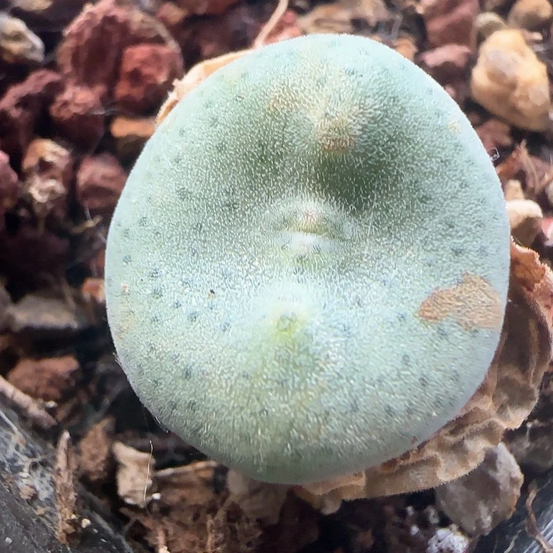 绿豆糕杂交毛饼37997