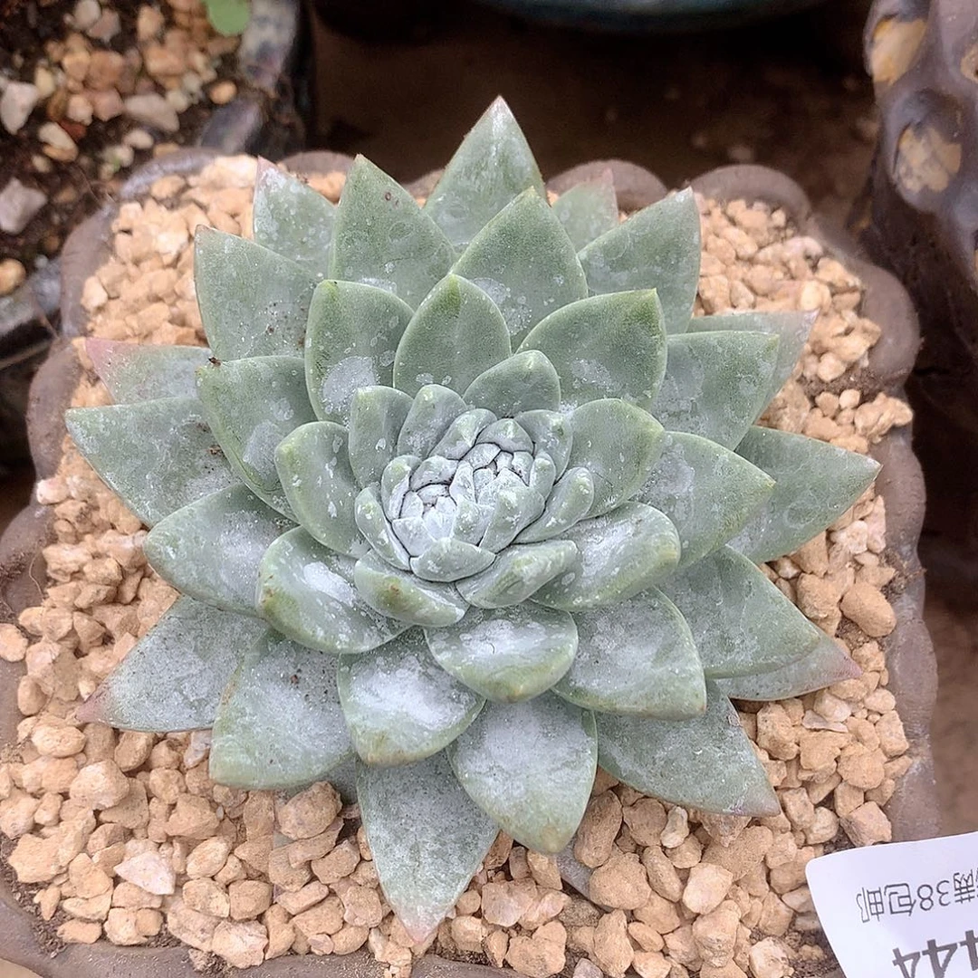 0444白雪二代杂交仙女杯