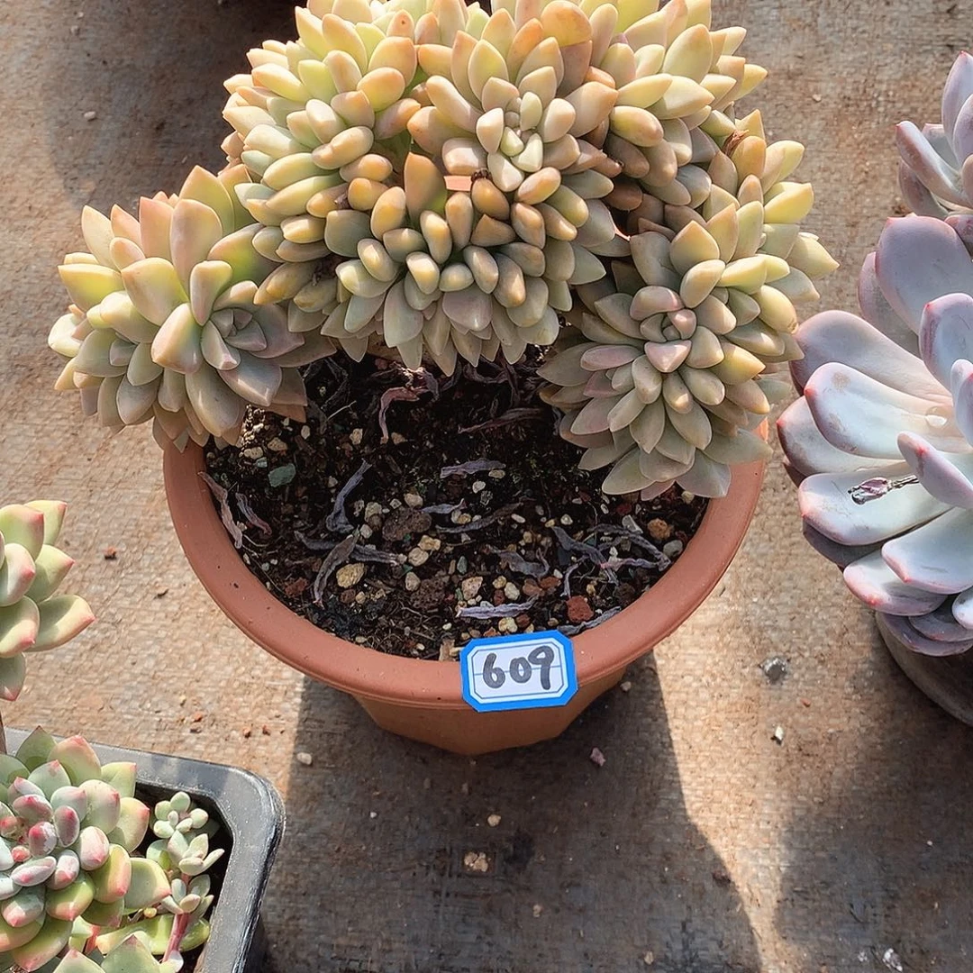 609淡雪缀 一物一拍多肉