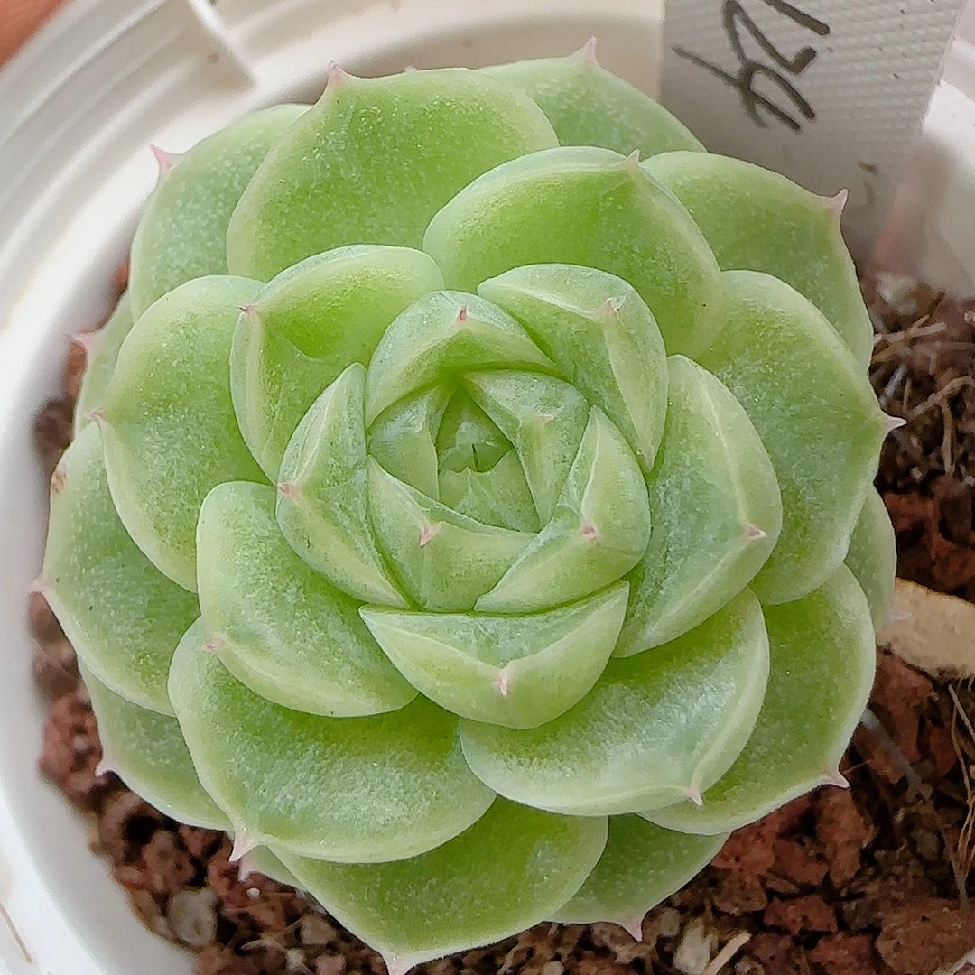 【闪购商品】0926-78（fm-124）