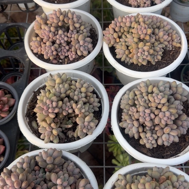 新疆包邮 星黛露