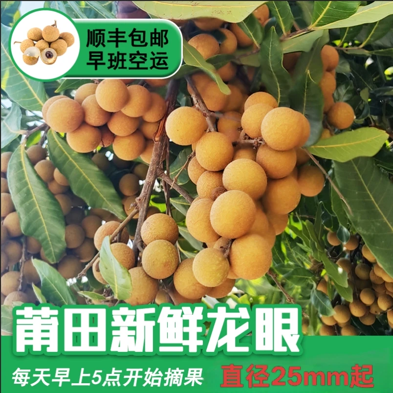 福建莆田龙眼新鲜现摘当季水果果肉厚多汁带枝叶发货顺丰特快包邮