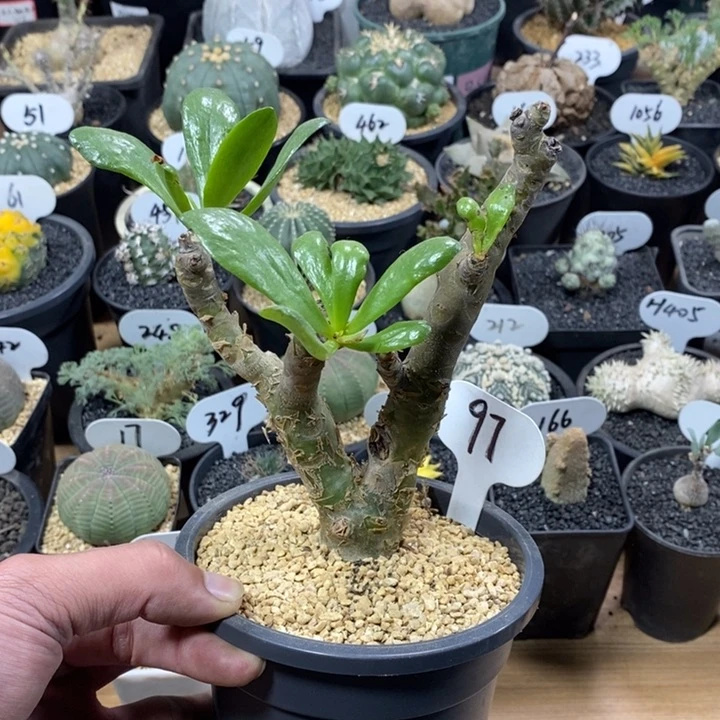 实生阿房宫奇峰锦97号11cm