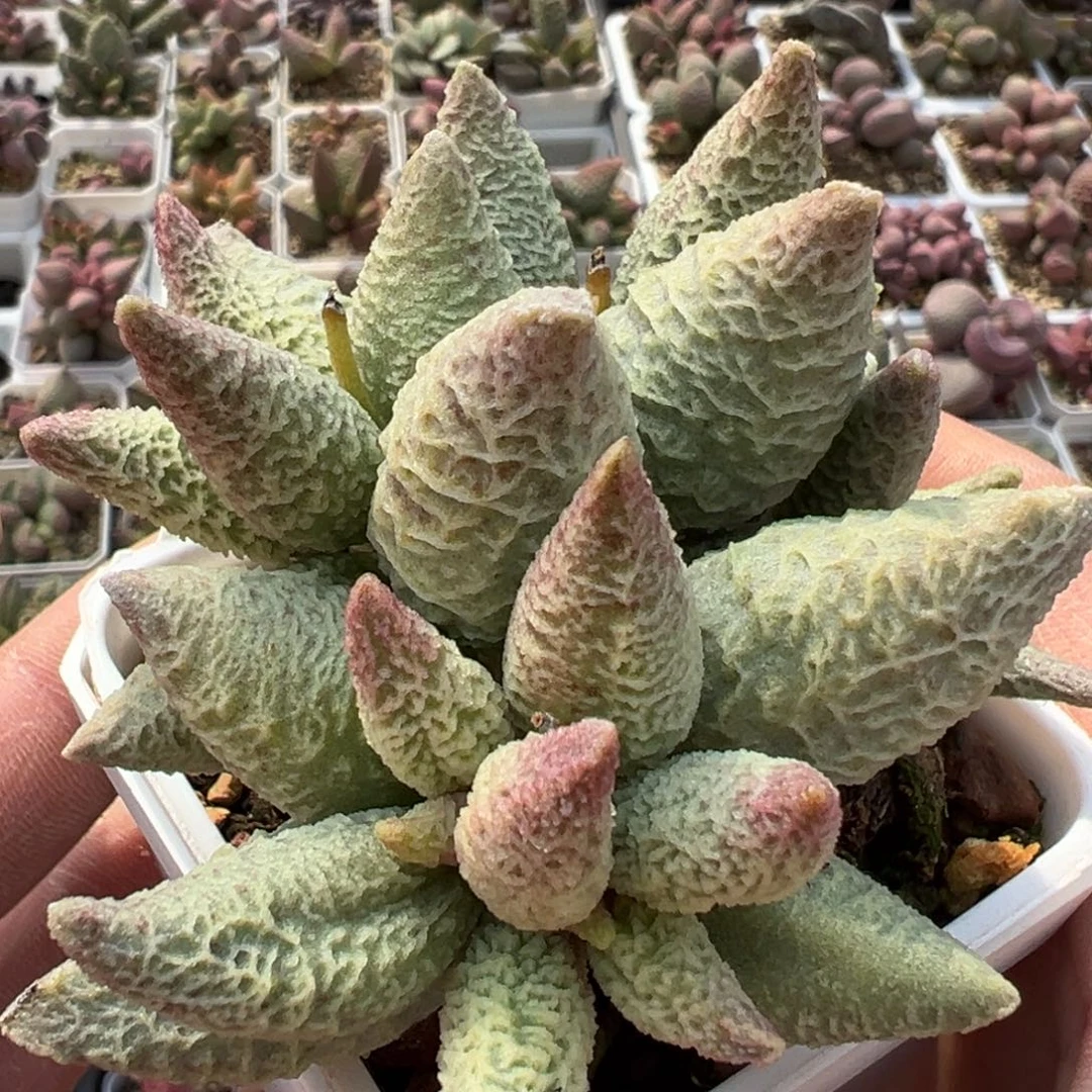 融化纹冰淇淋水泡多肉植物