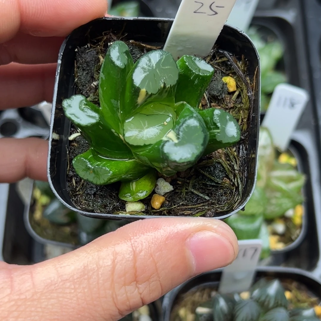 25万向锦一物一拍