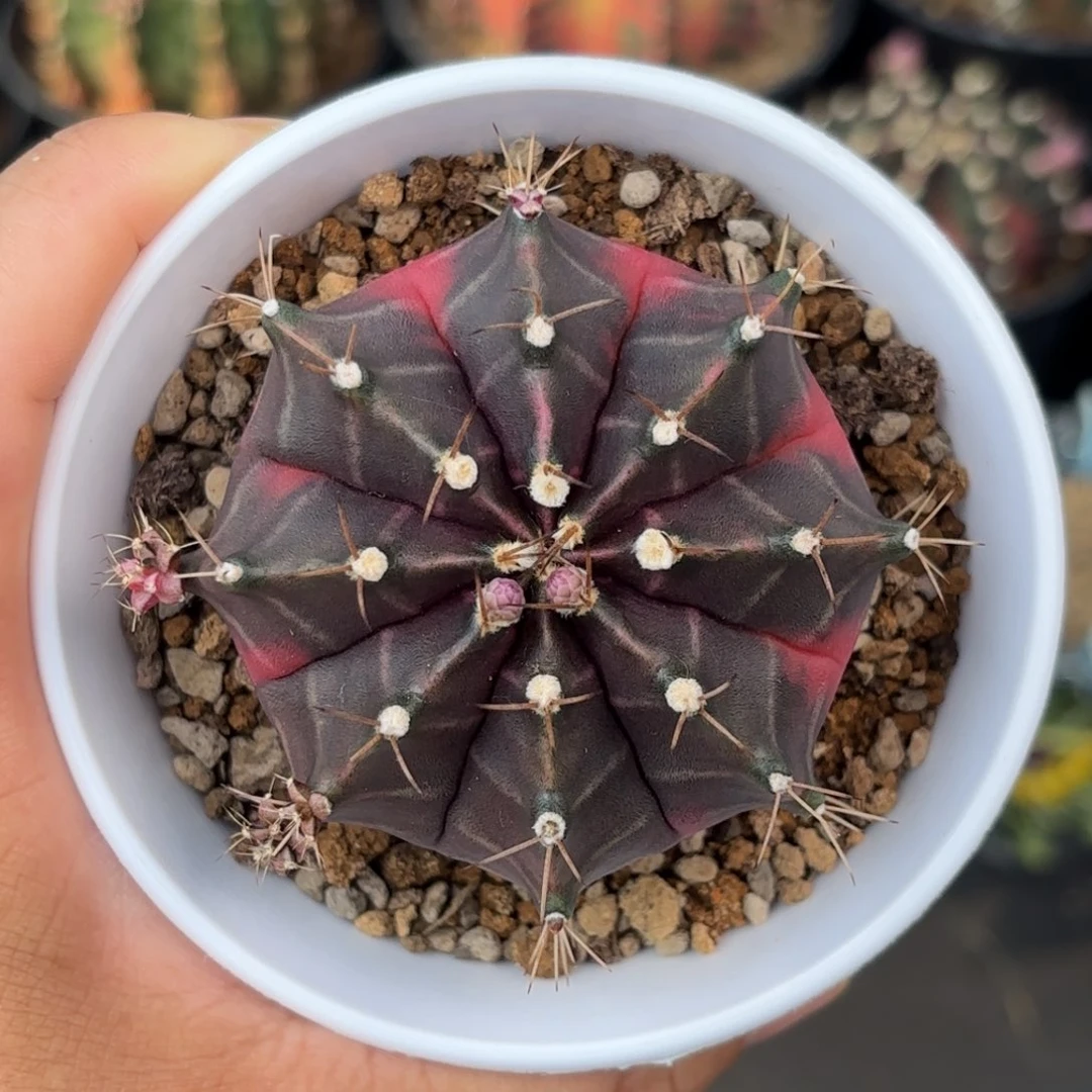 泰系米哈实生仙人球318