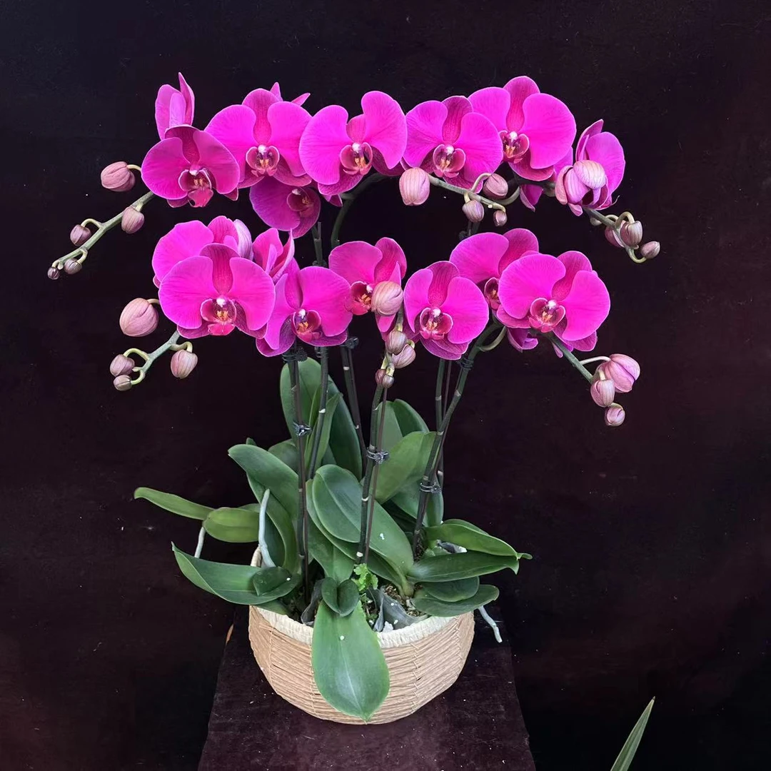 喜兰精选【大辣椒】 爆火年宵花 大红大紫 高贵丝绒质感 经典蝴蝶兰