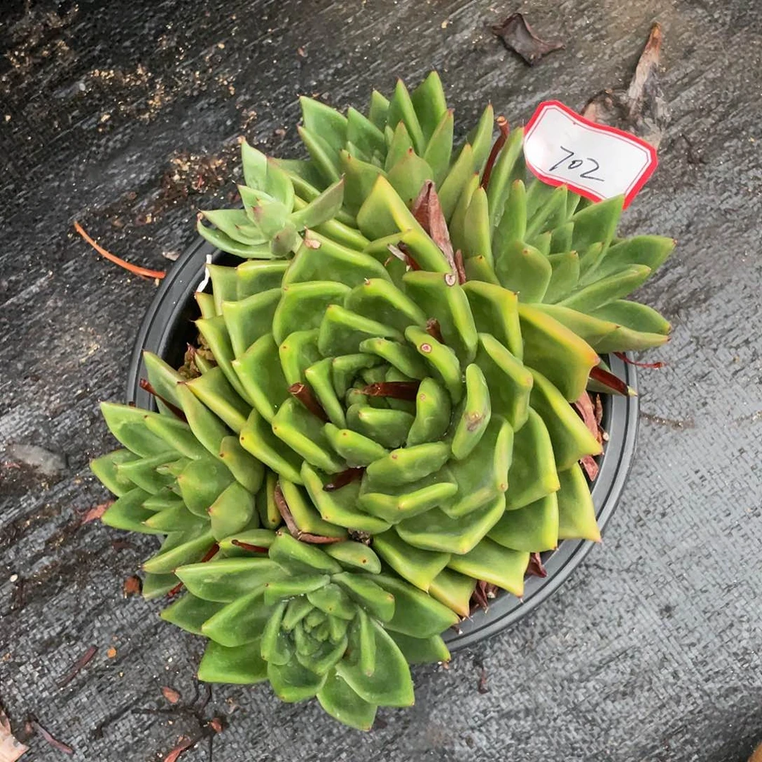 若如东云多肉单拍702