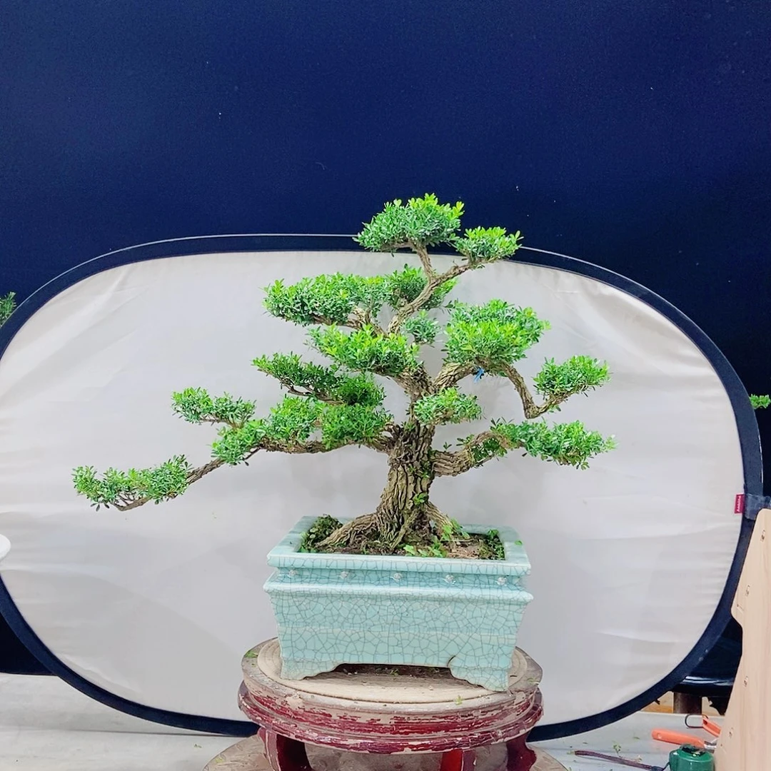 当前无花朵，栽培后可花朵