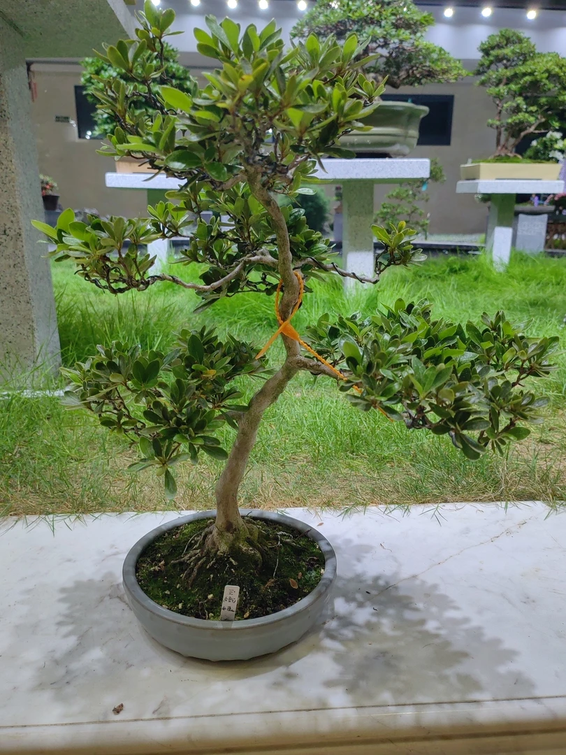 岛国进口皋月杜鹃～玉織姬