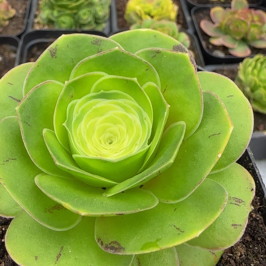 福利113434676767686886